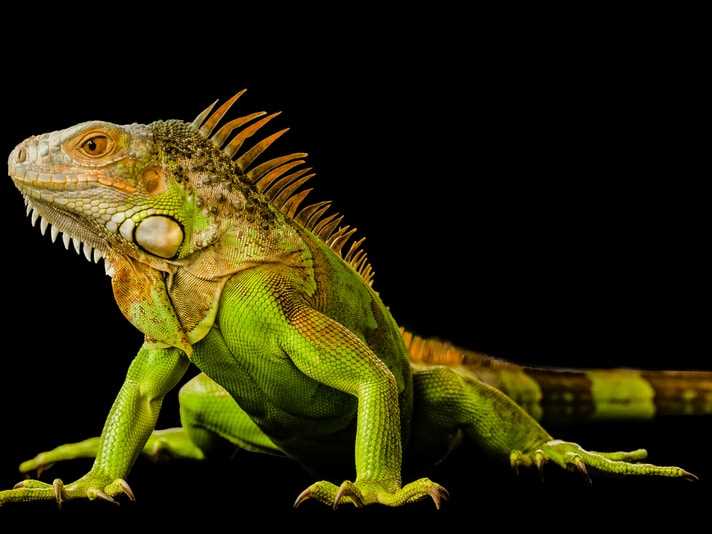 green iguana the ultimate owners manual